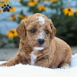 Cory F1B, Cavapoo Puppy